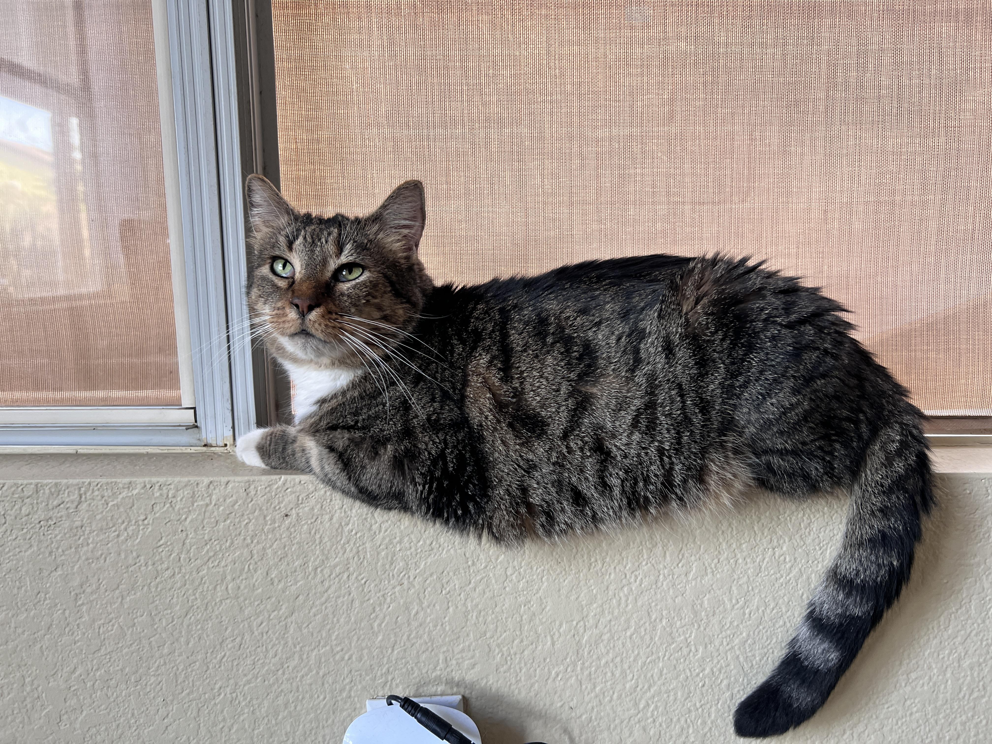 Enlarge Bruce, a Adoptable mixed breed in Tempe, AZ image 5/5