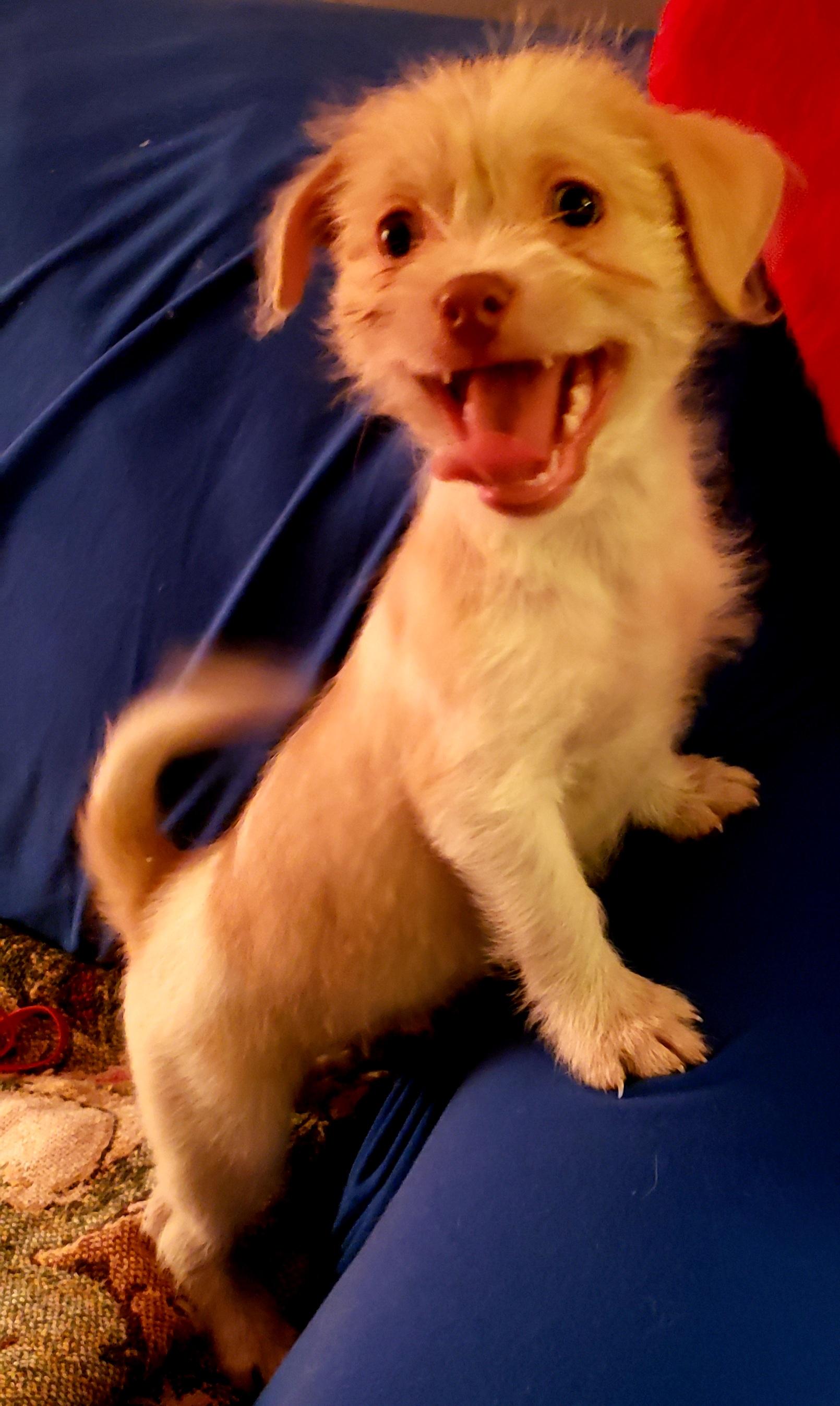 Christo, ADOPTABLE, Puppy Male Shih Tzu & Chihuahua.