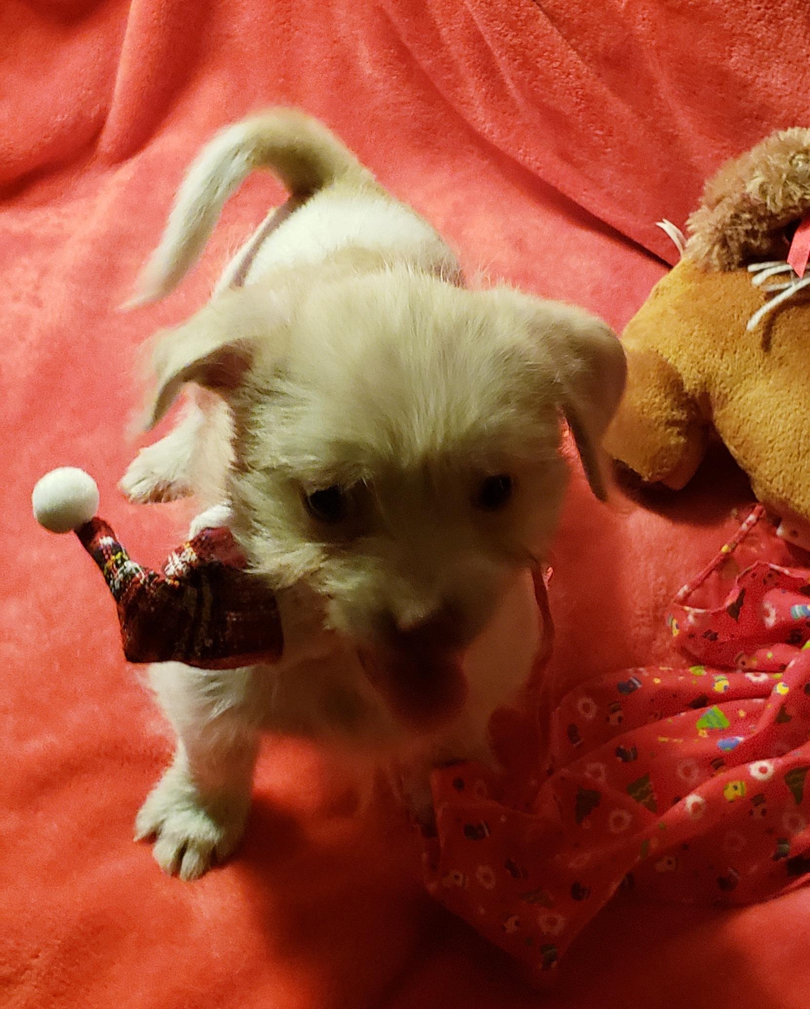 Enlarge Christo, a ADOPTABLE mixed breed in Detroit, MI image 2/4