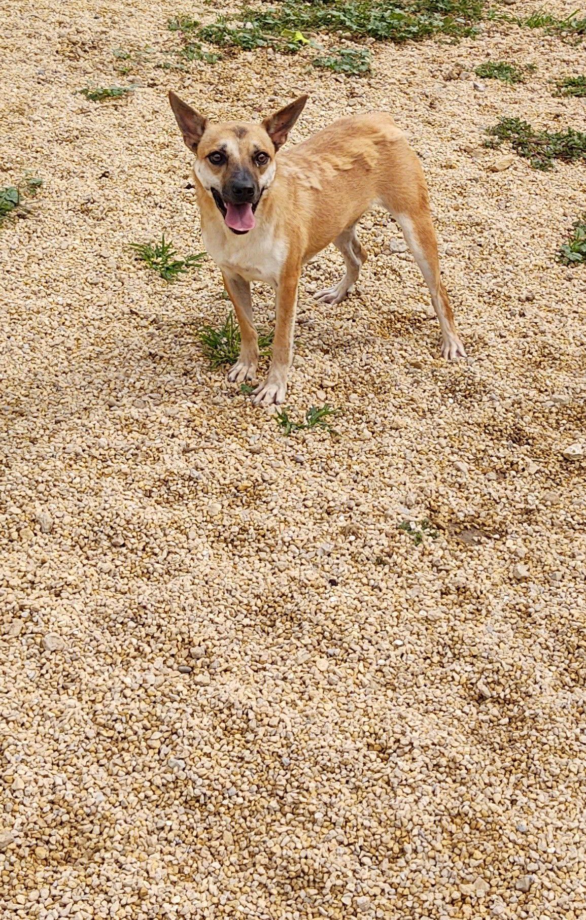 Buddi, Adoptable, Adult Male Mixed Breed.