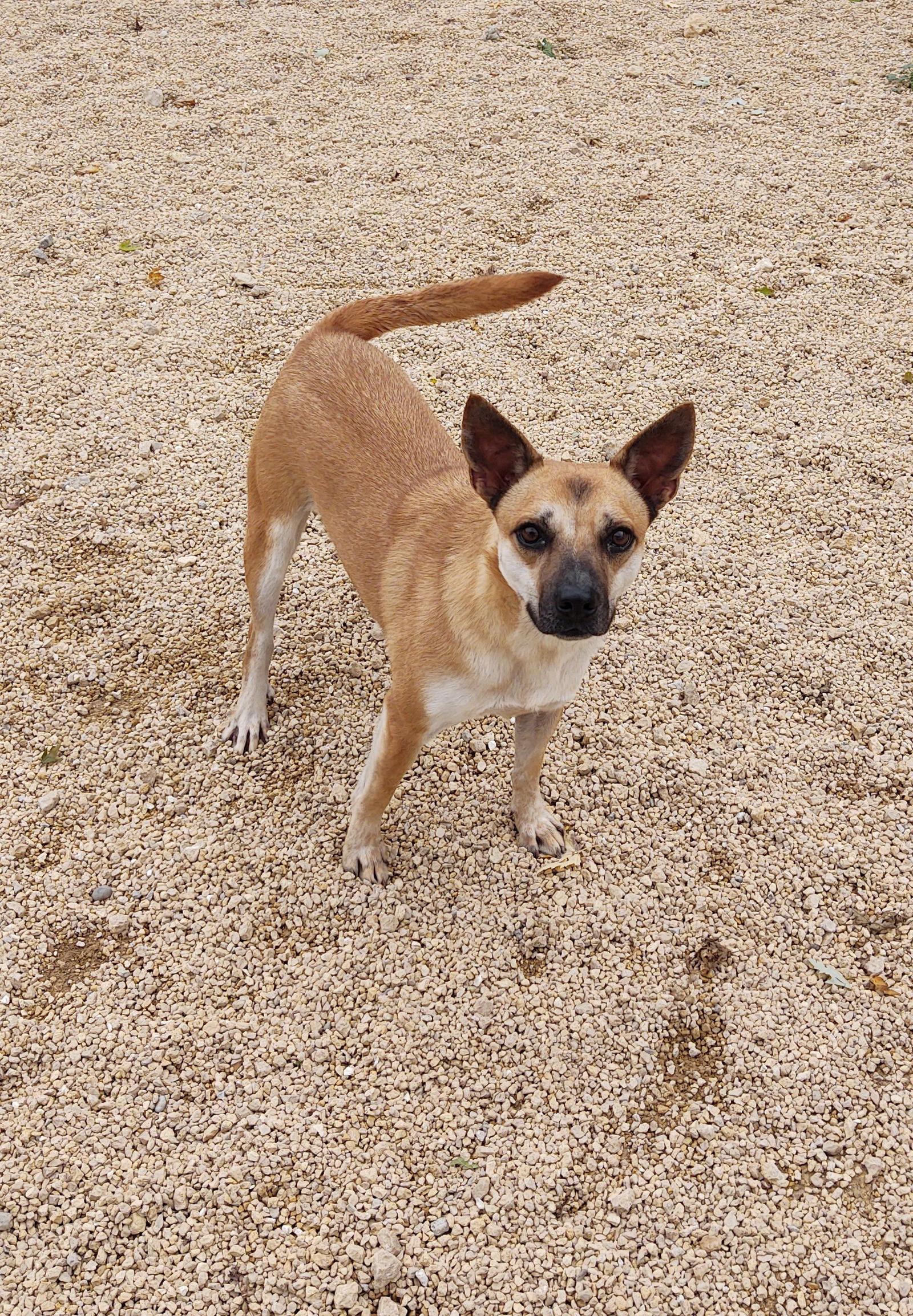 Enlarge Buddi, a Adoptable Mixed Breed in Maquoketa, IA image 2/2