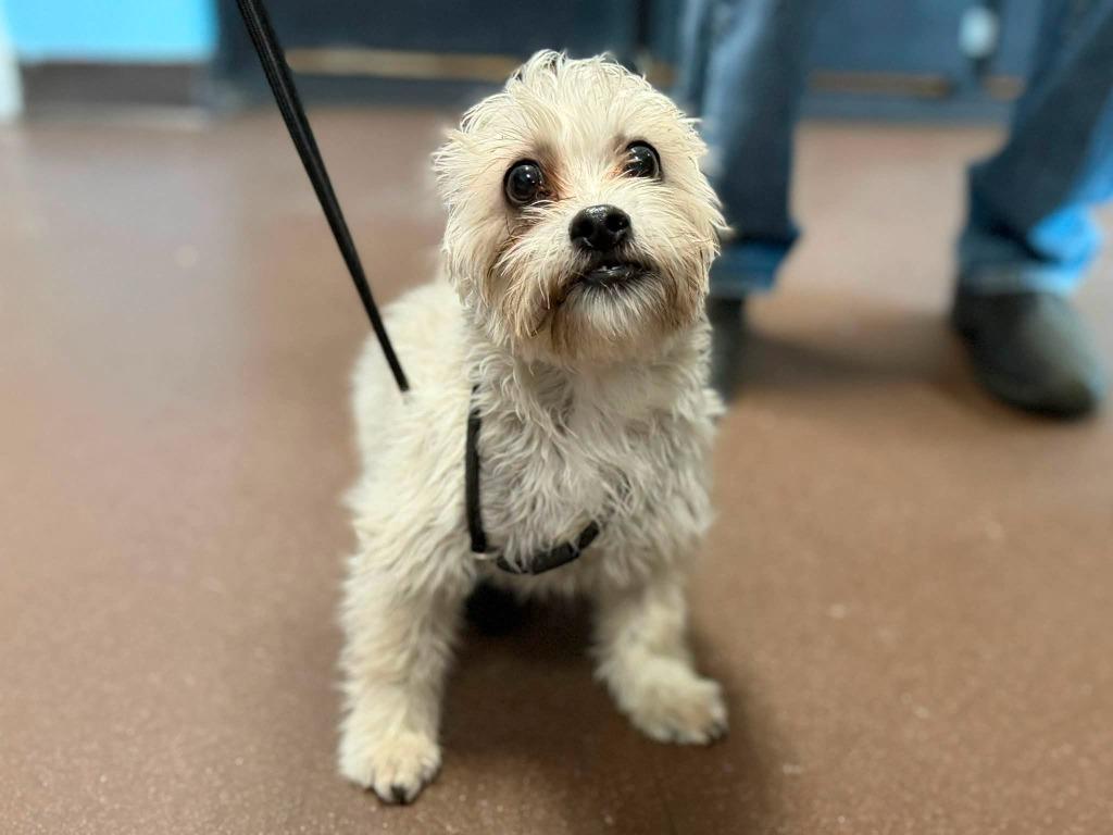 Enlarge Griffon, a Adoptable mixed breed in Port Jervis, NY image 1/5