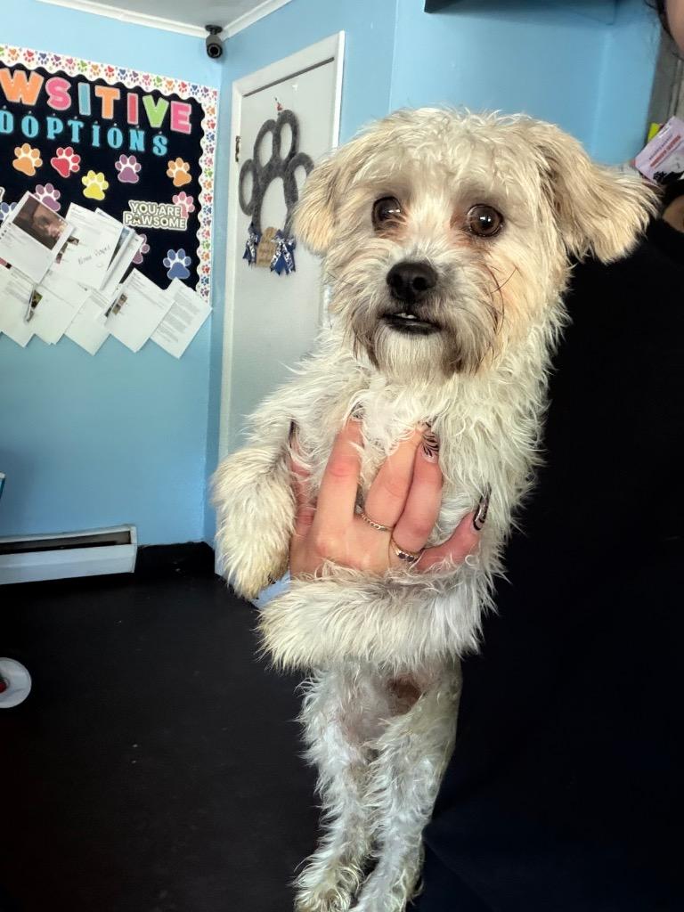 Enlarge Griffon, a Adoptable mixed breed in Port Jervis, NY image 2/5