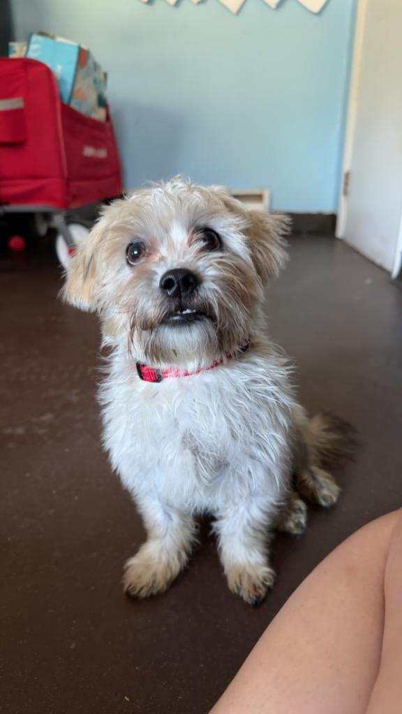 Enlarge Griffon, a Adoptable mixed breed in Port Jervis, NY image 3/5