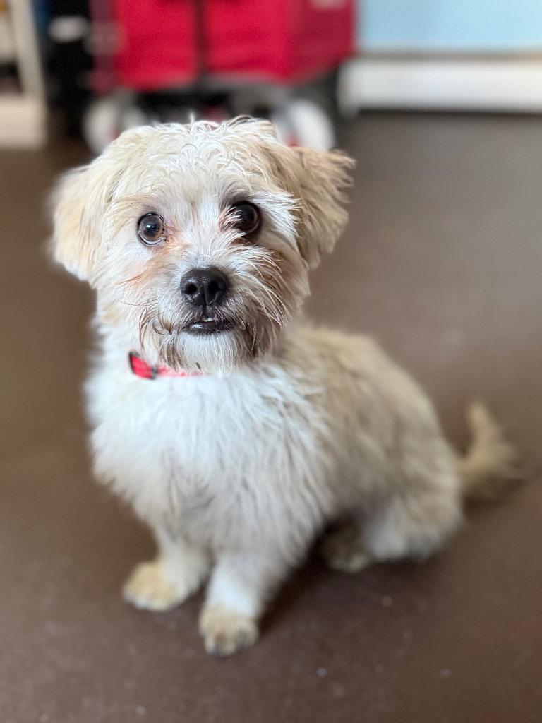 Enlarge Griffon, a Adoptable mixed breed in Port Jervis, NY image 4/5