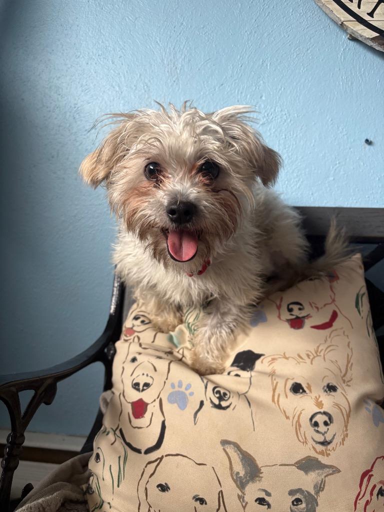 Enlarge Griffon, a Adoptable mixed breed in Port Jervis, NY image 5/5