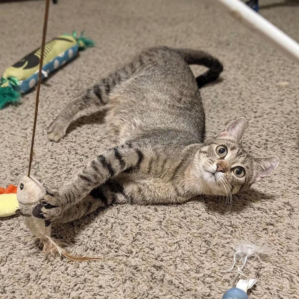 Lady Liberty, Adoptable, Young Female Domestic Short Hair.