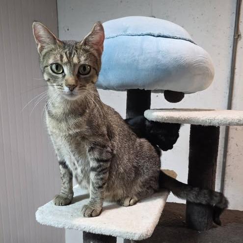 Enlarge Lady Liberty, a Adoptable Domestic Short Hair in Edwardsville, IL image 2/6