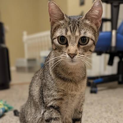 Enlarge Lady Liberty, a Adoptable Domestic Short Hair in Edwardsville, IL image 3/6