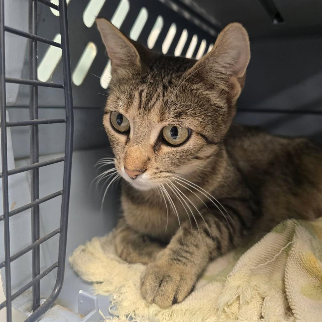 Enlarge Lady Liberty, a Adoptable Domestic Short Hair in Edwardsville, IL image 5/6