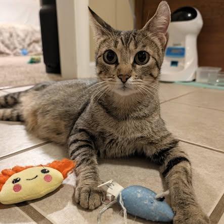 Enlarge Lady Liberty, a Adoptable Domestic Short Hair in Edwardsville, IL image 6/6