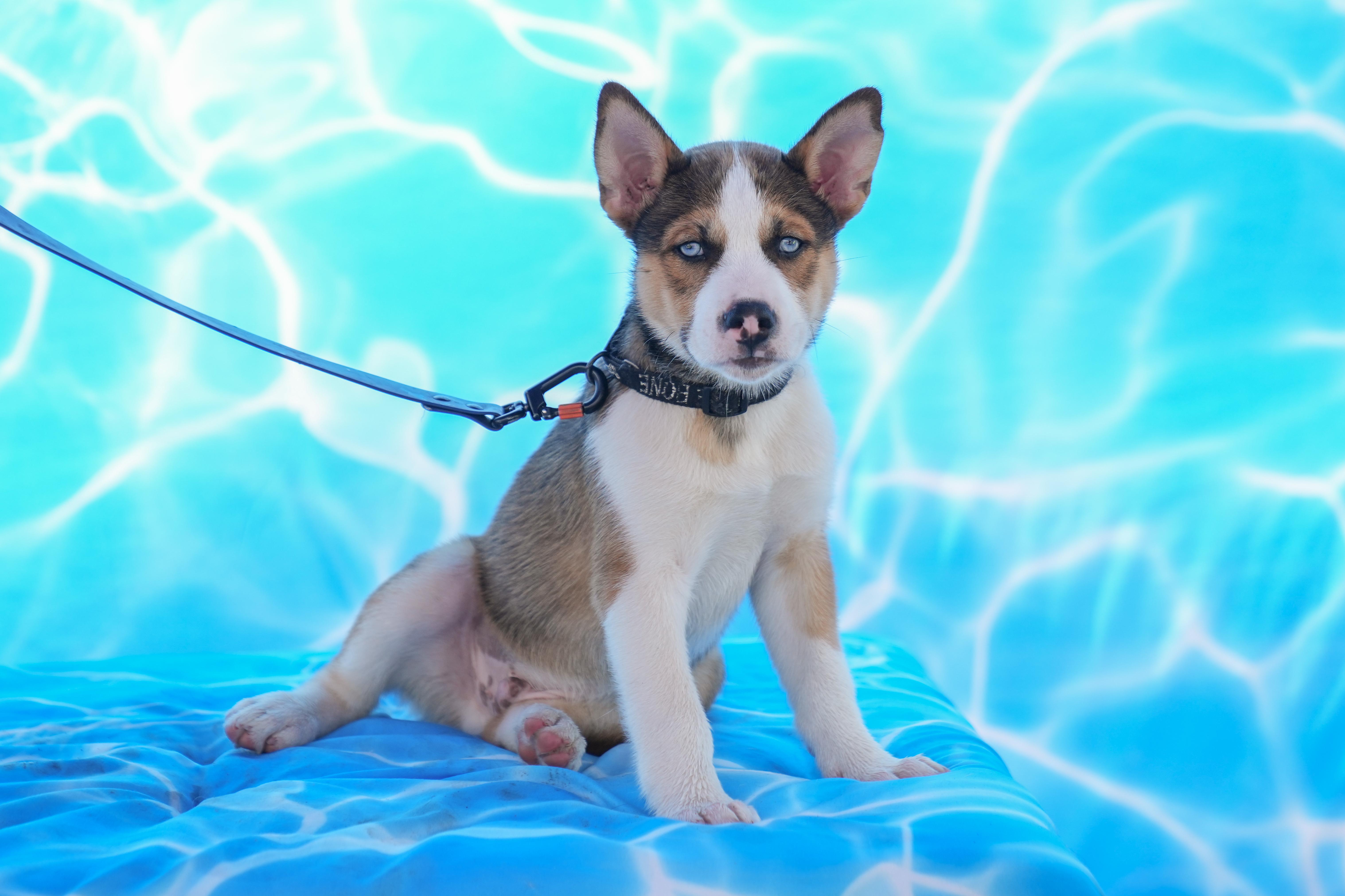 Rudy Ruettiger- Underdog Litter photo 1