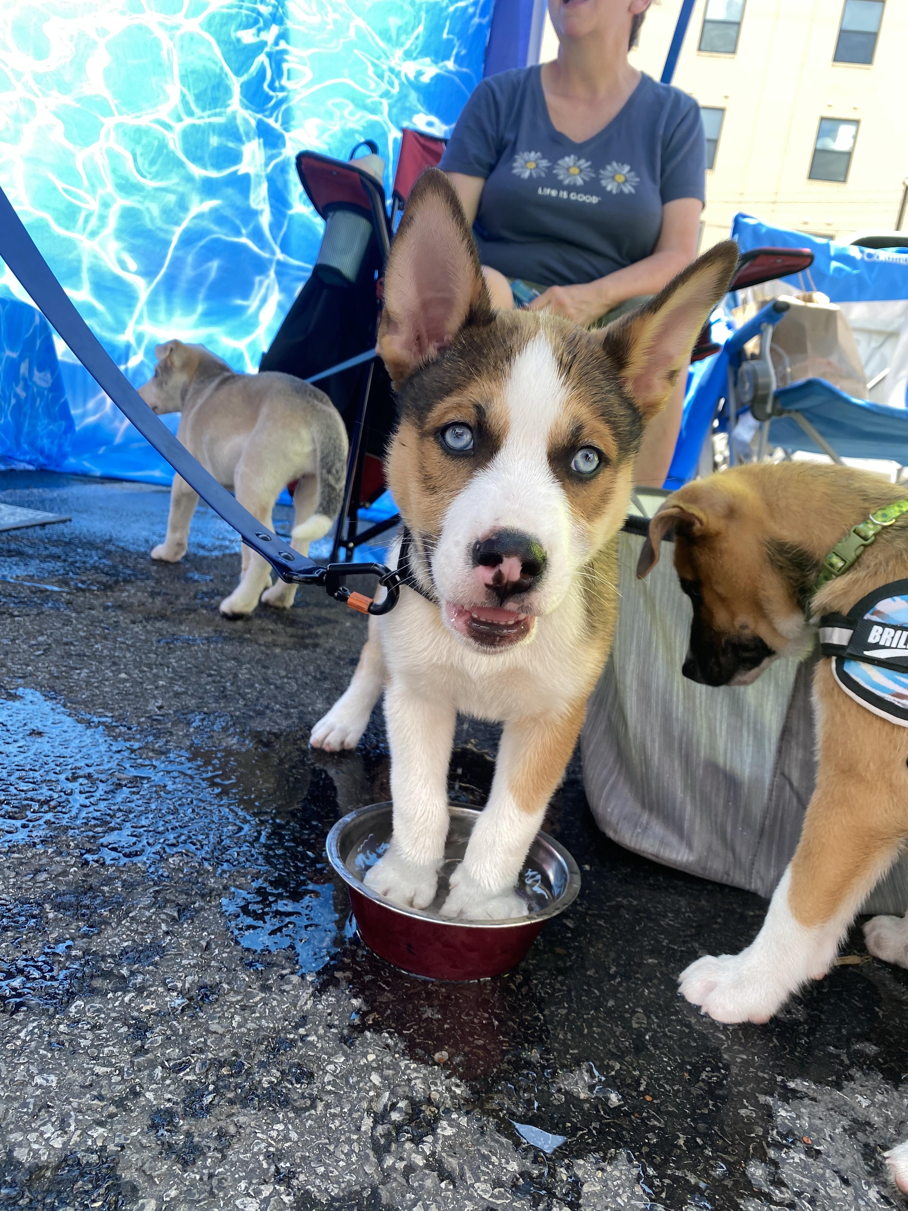 Rudy Ruettiger- Underdog Litter thumbnail 2