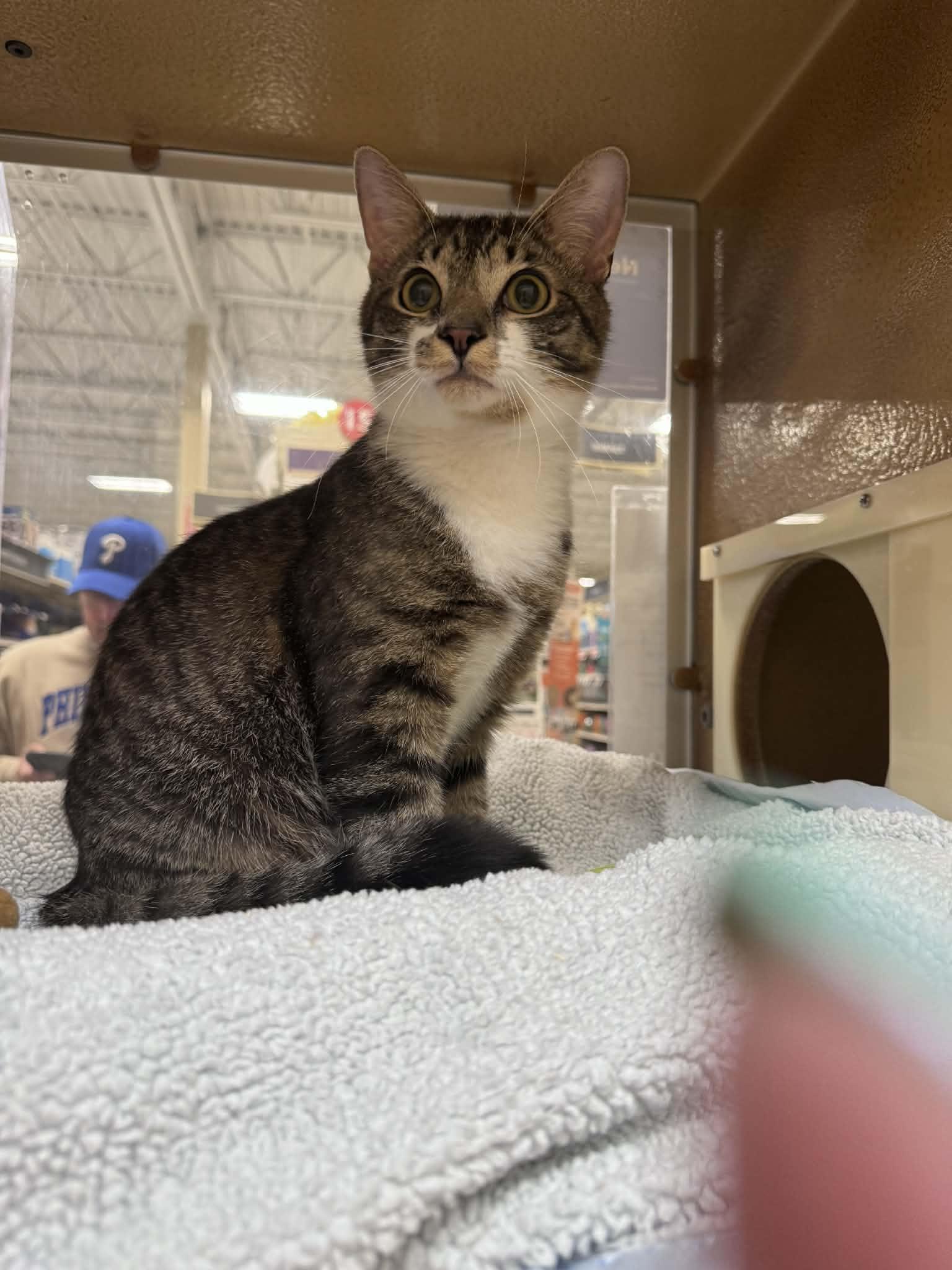 Enlarge Cricket, a Adoptable Domestic Short Hair in Sicklerville , NJ image 1/1