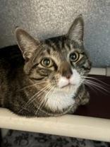 Enlarge Scooter, an adopted Tabby in Phoenix, AZ image 2/3
