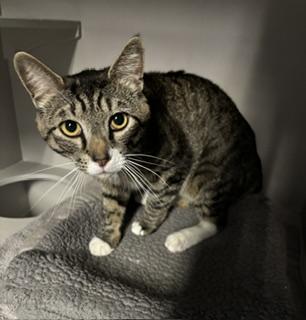 Enlarge Scooter, an adopted Tabby in Phoenix, AZ image 3/3