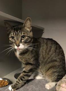 Enlarge Scooter, an adopted Tabby in Phoenix, AZ image 1/3