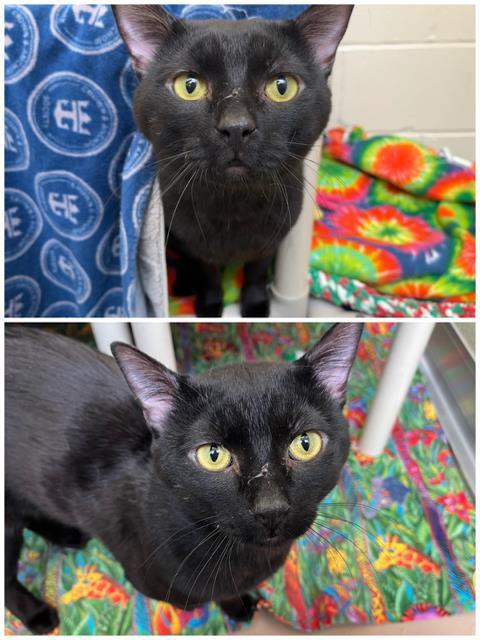 SLIM SHADY, Adoptable, Adult Male Domestic Short Hair.