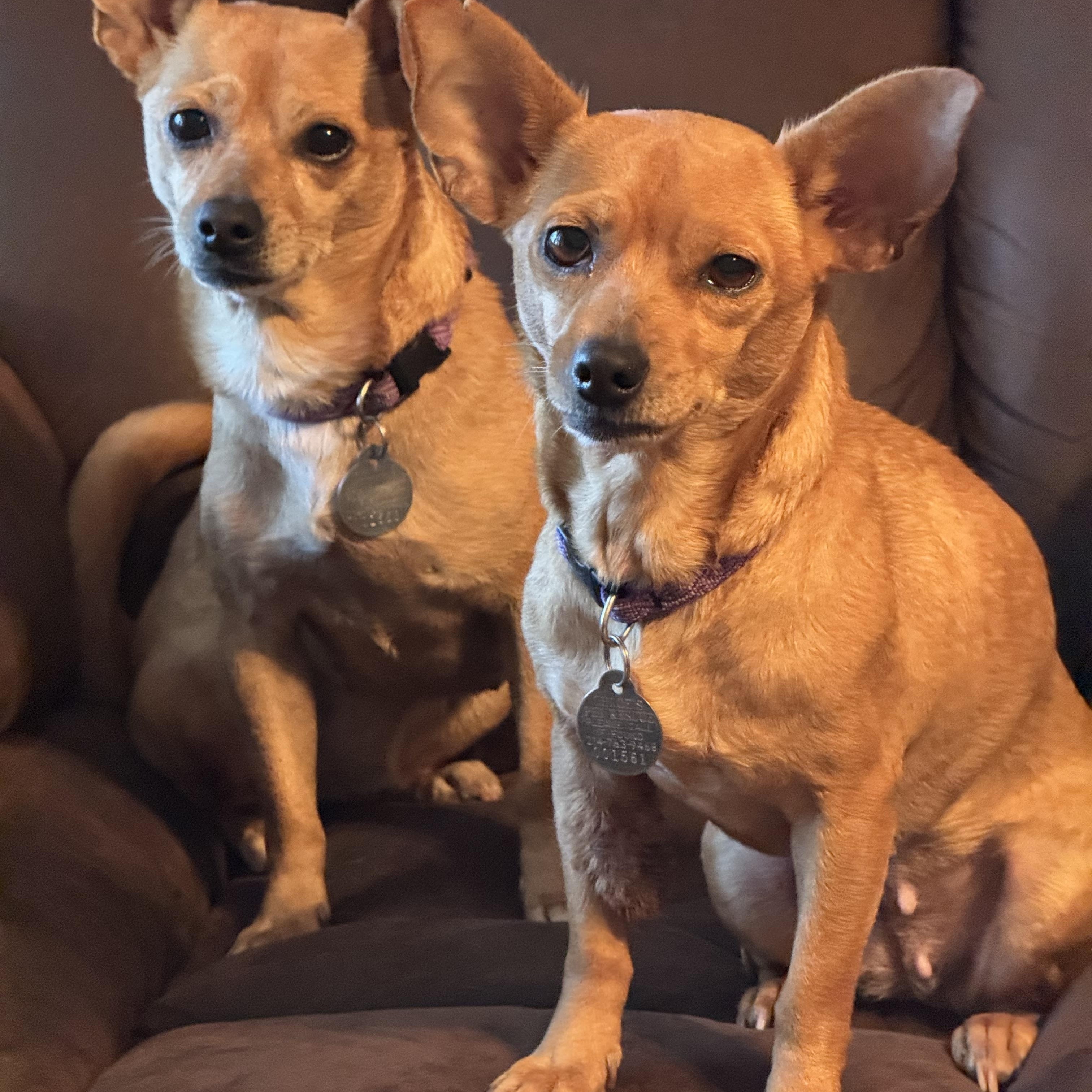 Enlarge Lola, a ADOPTABLE Chihuahua in Irving, TX image 1/1