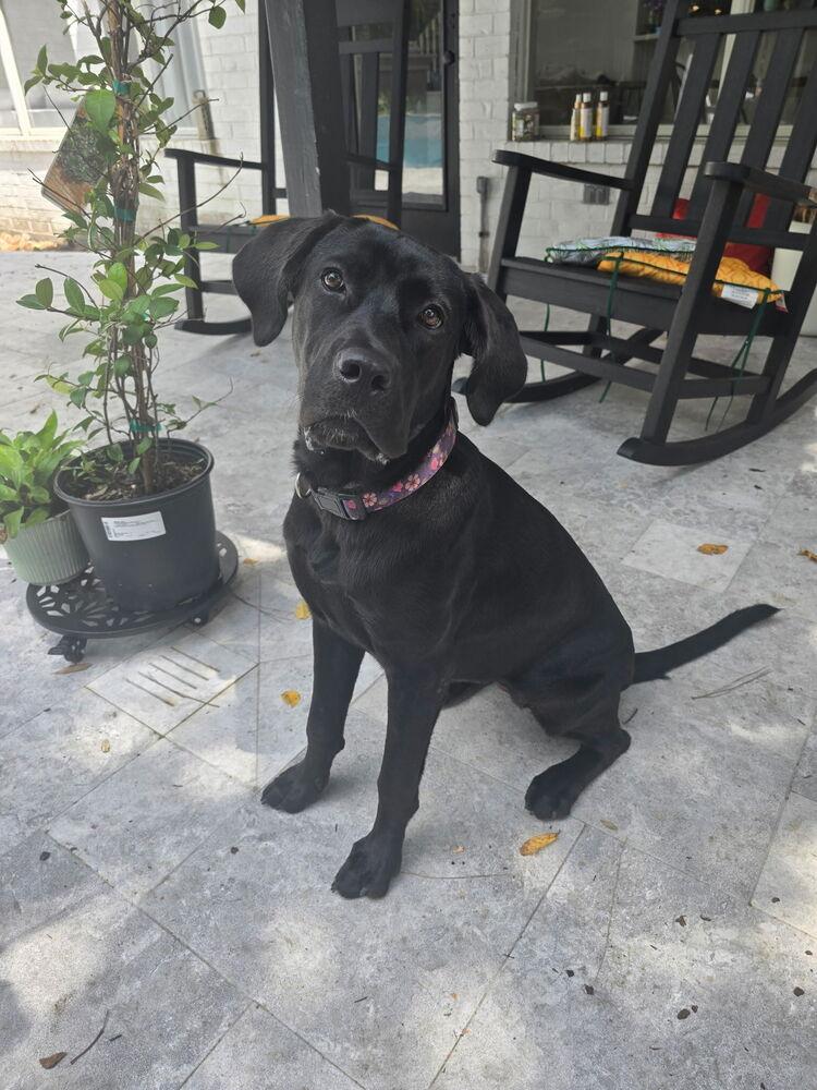 DeBloiser / Lucy, a Adoptable mixed breed in Broomfield, CO image 1/6