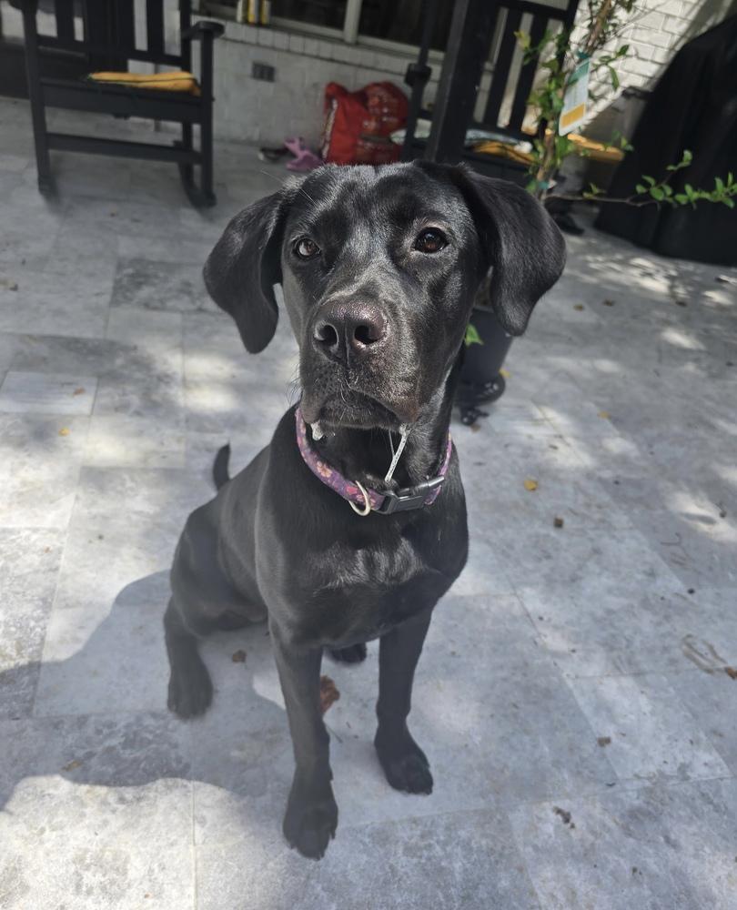 DeBloiser / Lucy, a Adoptable mixed breed in Broomfield, CO image 2/6