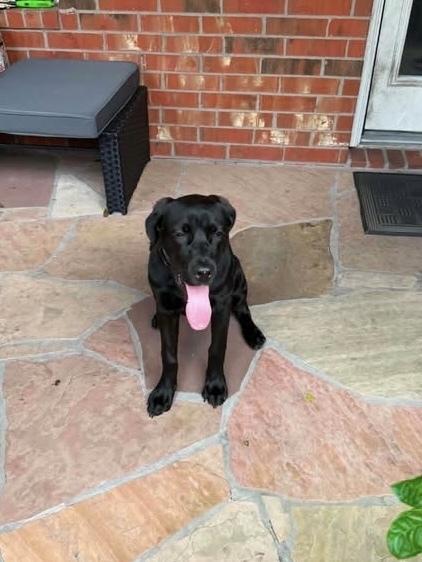 DeBloiser / Lucy, Adoptable, Puppy Female Labrador Retriever & Mixed Breed.