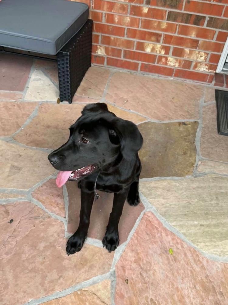 Enlarge DeBloiser / Lucy, a Adoptable mixed breed in Broomfield, CO image 3/5