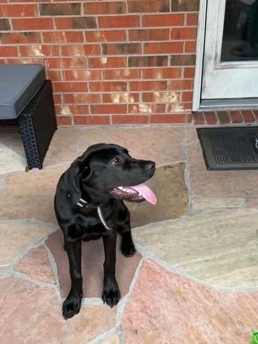 Enlarge DeBloiser / Lucy, a Adoptable mixed breed in Broomfield, CO image 5/5