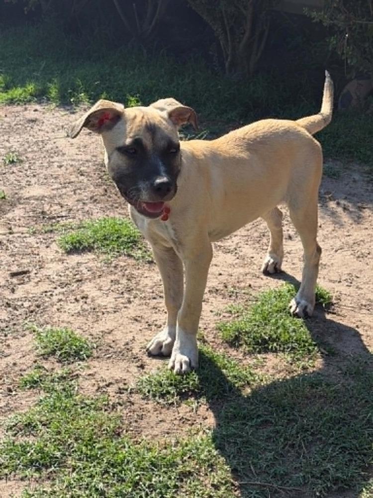 Oreo, Adoptable, Puppy Female Shepherd.