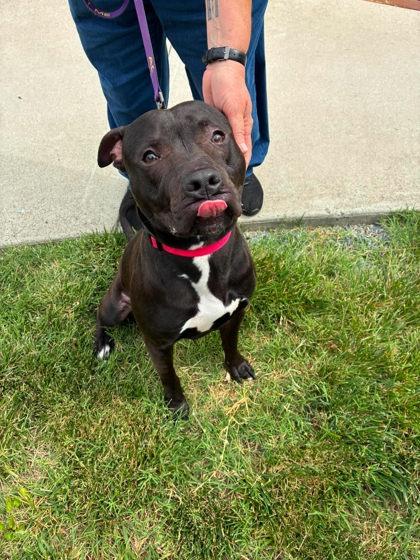 Enlarge Hank, a Adoptable mixed breed in Gastonia, NC image 1/3