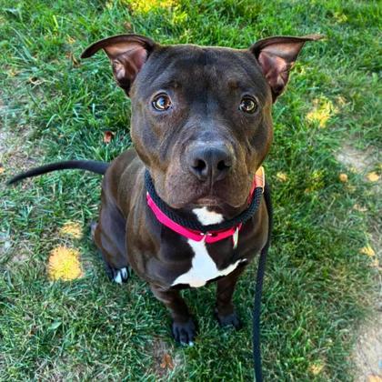 Enlarge Hank, a Adoptable mixed breed in Gastonia, NC image 2/3