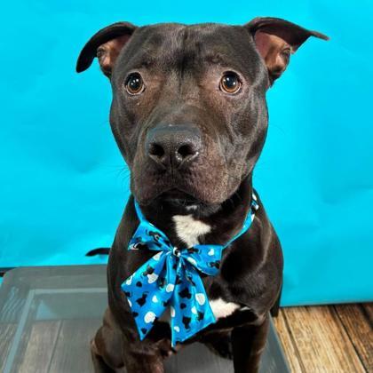 Enlarge Hank, a Adoptable mixed breed in Gastonia, NC image 3/3