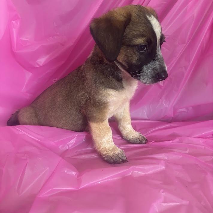 Toothpaste, Adoptable, Puppy Male Australian Shepherd & Mixed Breed.