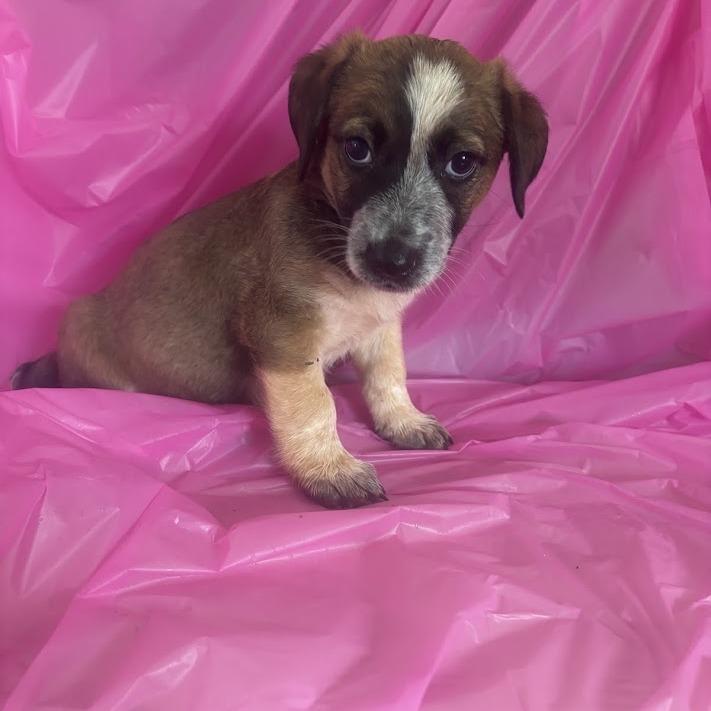 Toothpaste, a Adoptable mixed breed in North Charleston, SC image 2/6