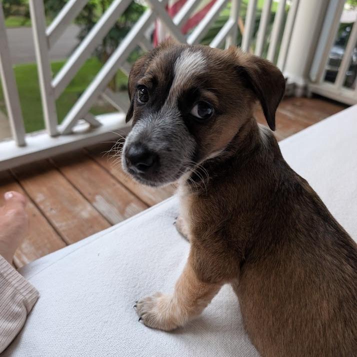 Toothpaste, a Adoptable mixed breed in North Charleston, SC image 3/6