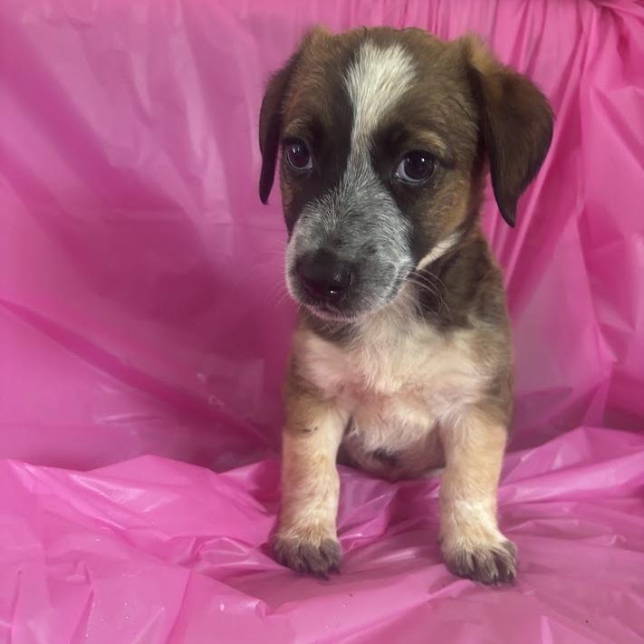 Toothpaste, a Adoptable mixed breed in North Charleston, SC image 4/6