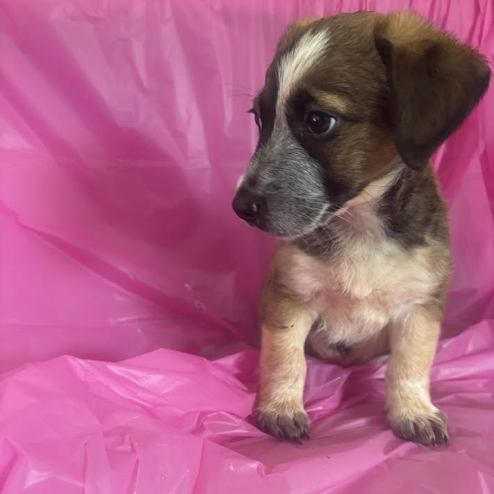 Toothpaste, a Adoptable mixed breed in North Charleston, SC image 5/6