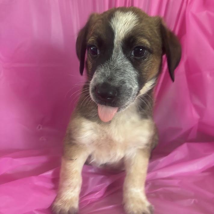 Toothpaste, a Adoptable mixed breed in North Charleston, SC image 6/6