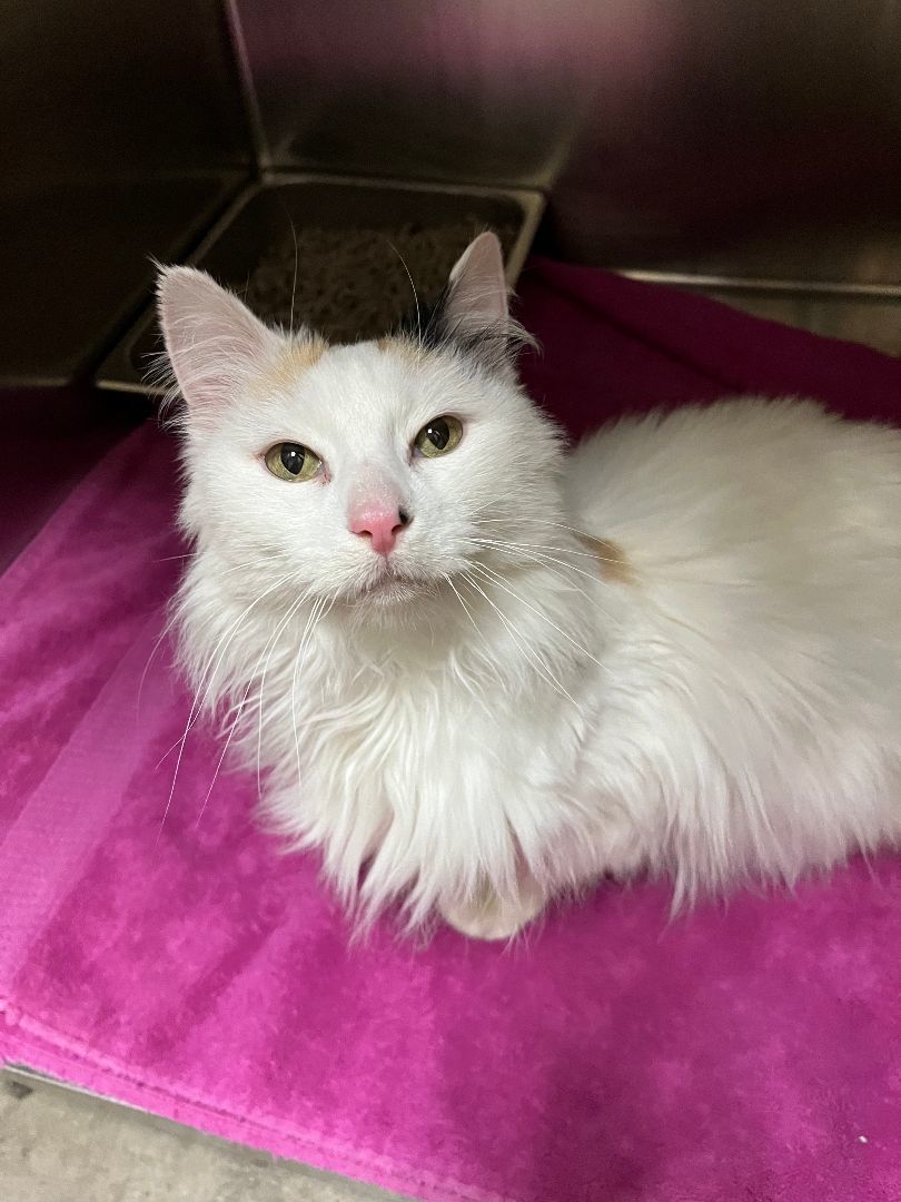Bella Rose, Senior Female unknown