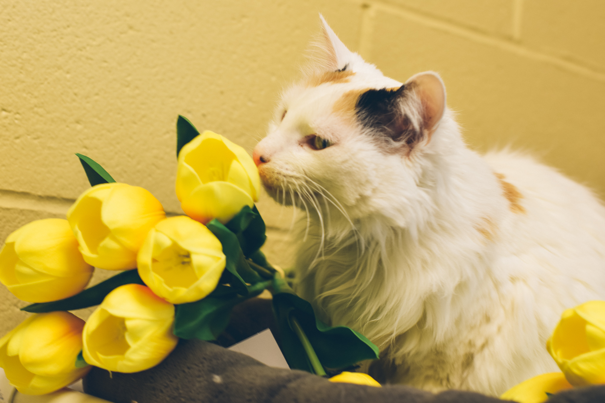 Bella Rose, a Adoptable mixed breed in Pueblo, CO image 3/8