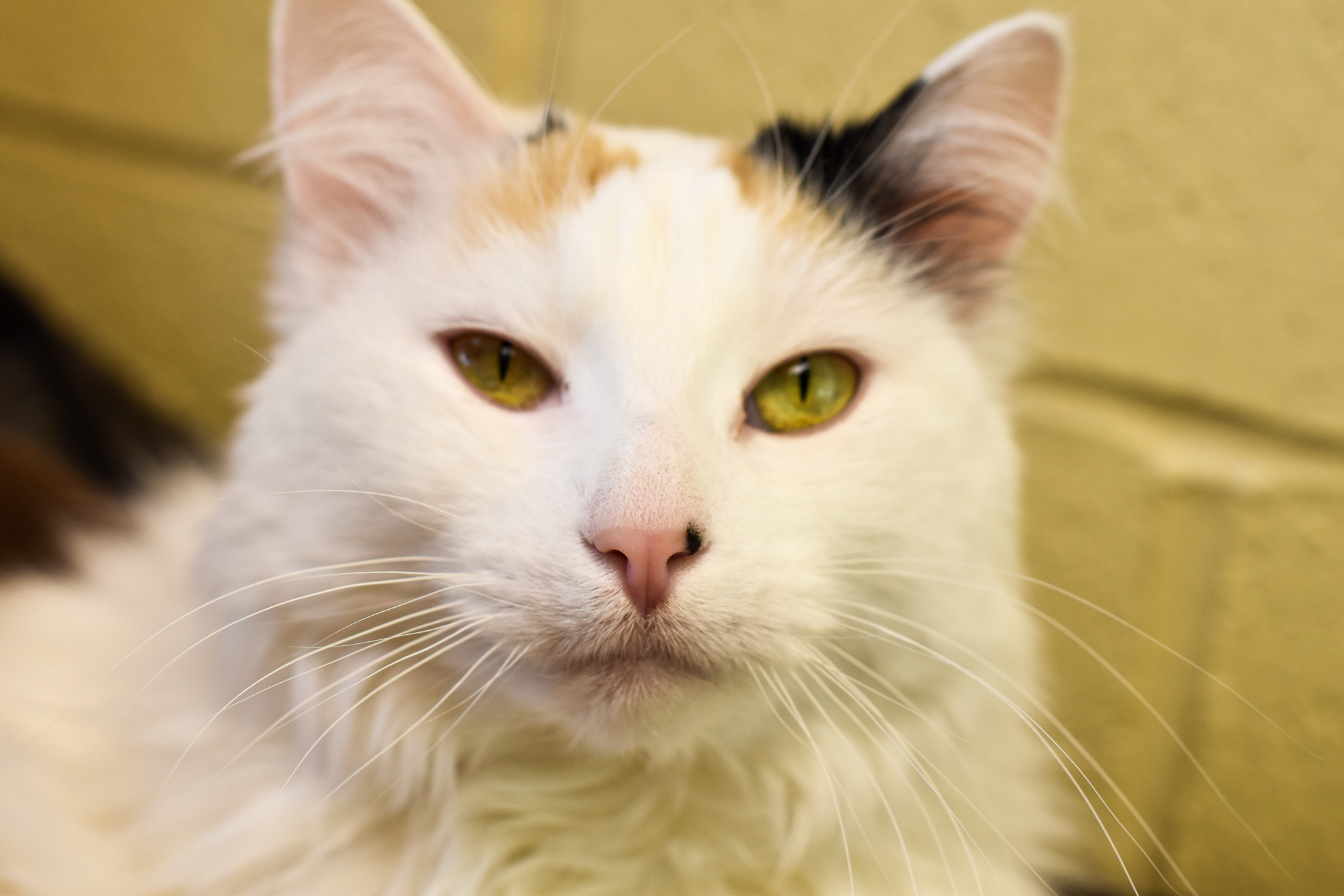 Bella Rose, a Adoptable mixed breed in Pueblo, CO image 4/8