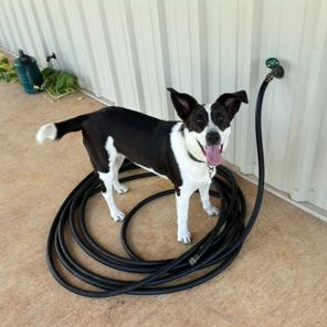 Nova
