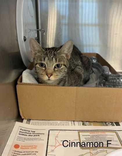 Cinnamon, Adoptable, Adult Male Domestic Short Hair.
