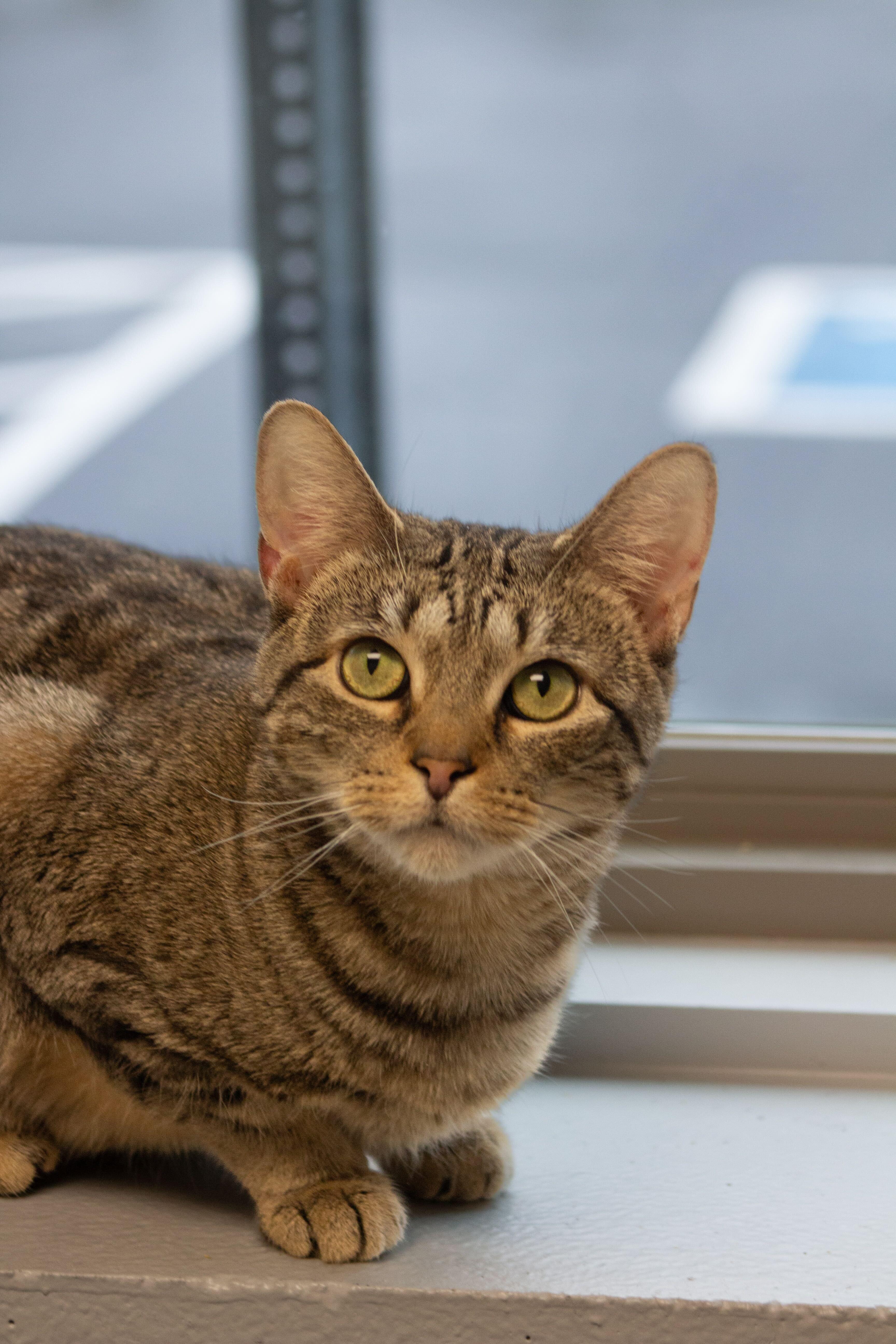 Cinnamon, a Adoptable mixed breed in Sevierville, TN image 1/2