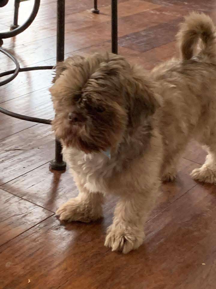 Scotty, Adoptable, Young Male Shih Tzu.
