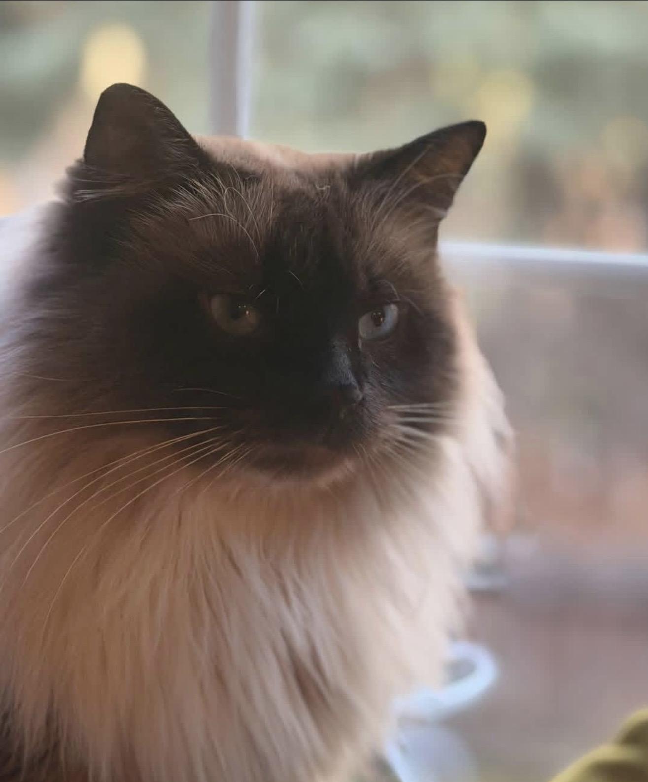 Kraglin, Adoptable, Adult Male Himalayan.