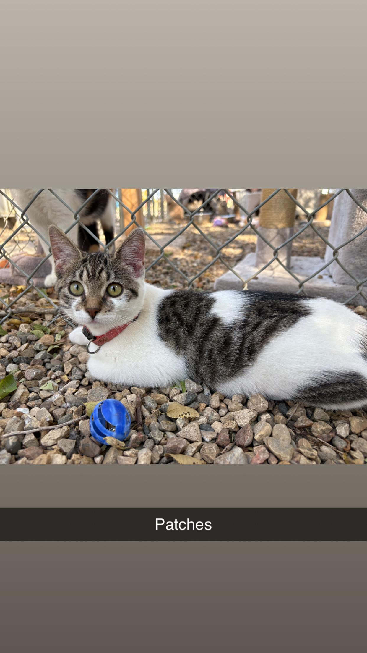 Patches, Adoptable, Young Female Domestic Short Hair.