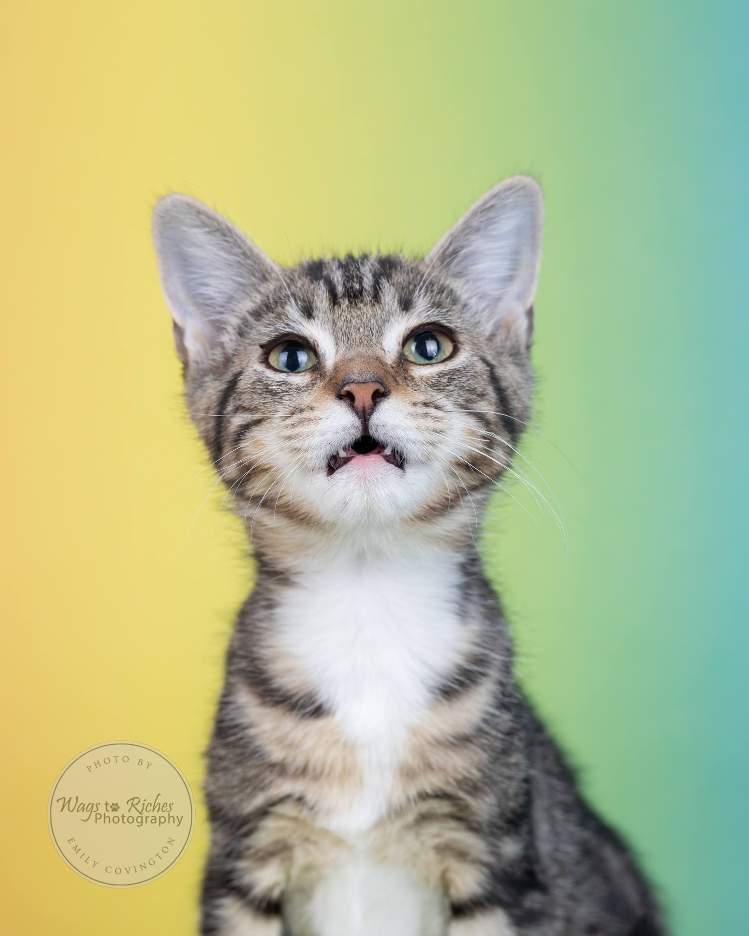 Indigo - Adopted photo 2