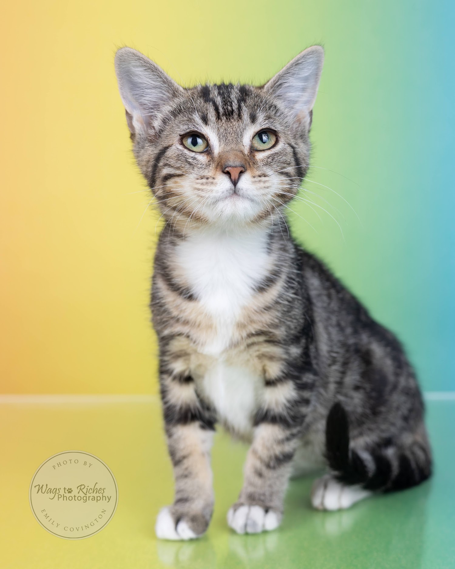 Indigo - Adopted, Baby Female Domestic Short Hair