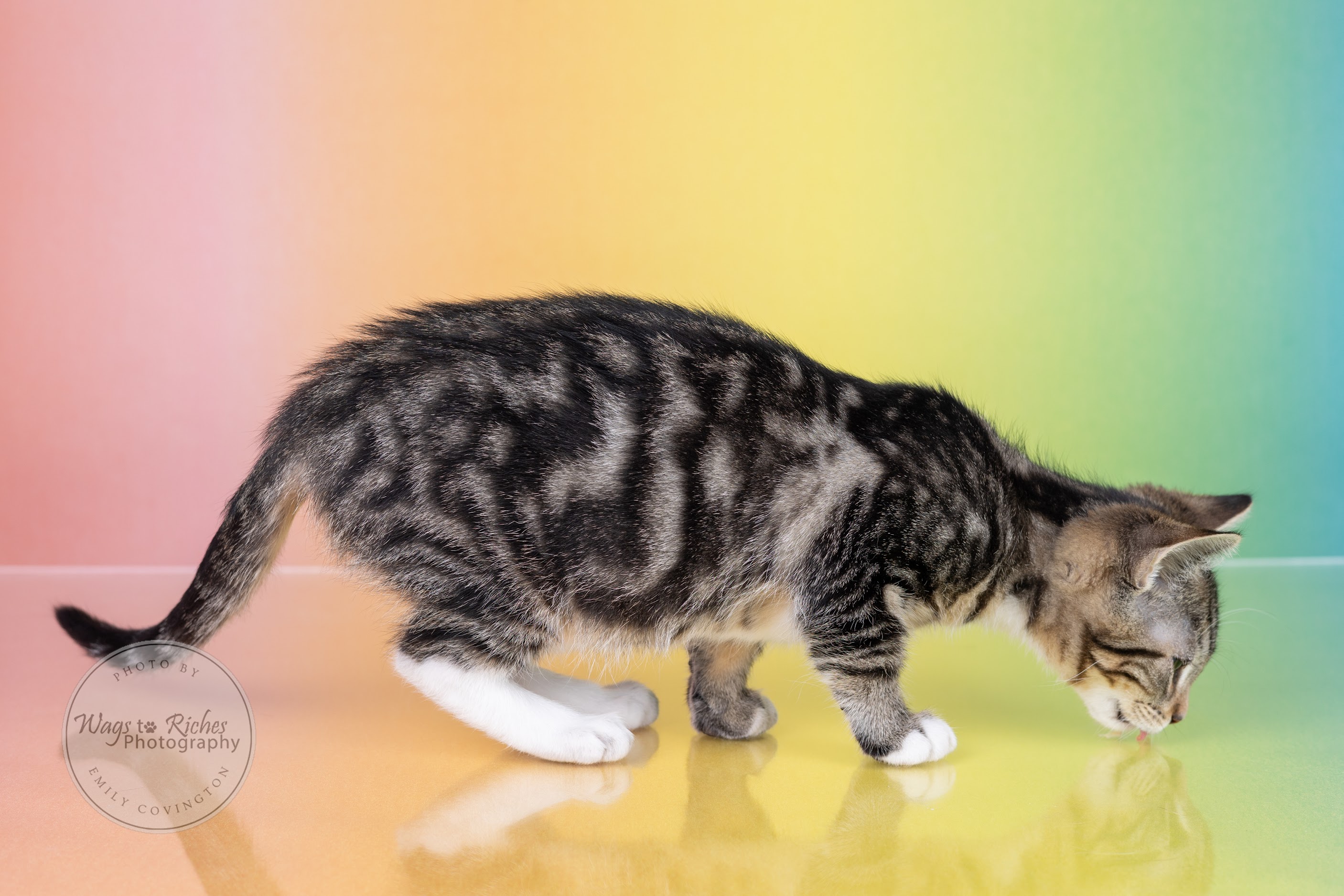 Indigo - Adopted photo 4